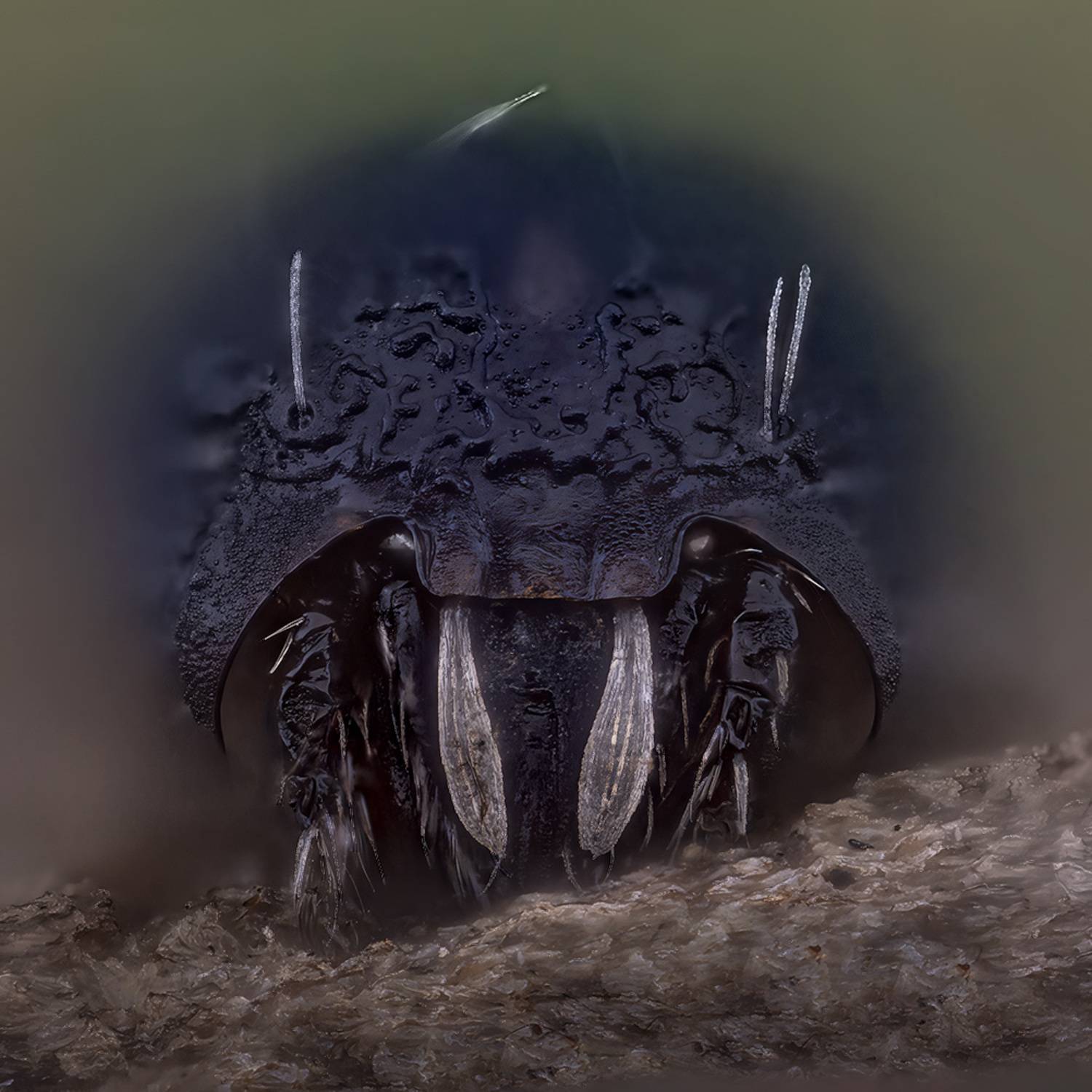 arachnida, eupelops occultus, почвенный клещ, Kavaliauskas Eugenijus