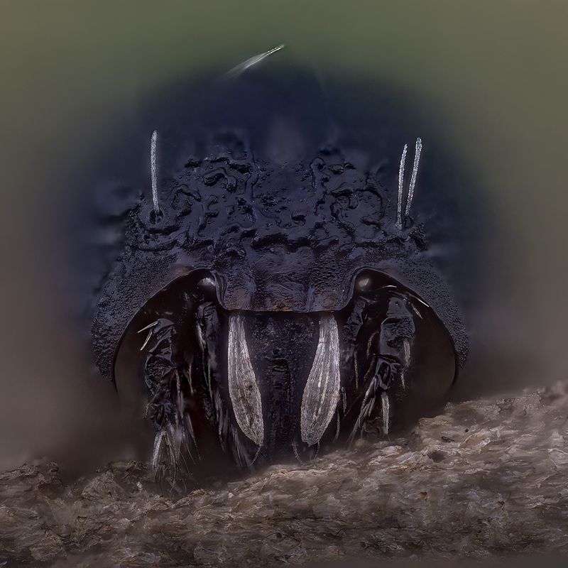 arachnida, eupelops occultus, почвенный клещ Клещ фото превью