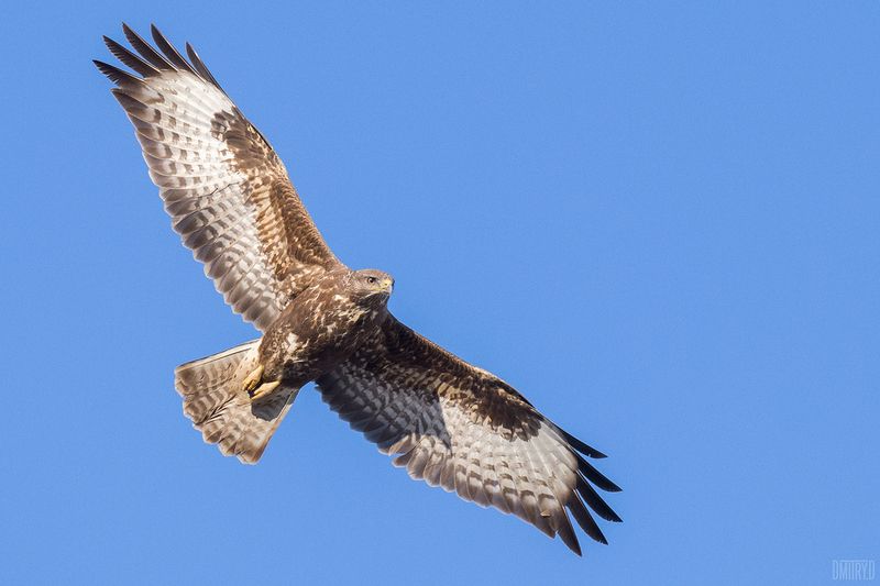 Канюк фото превью