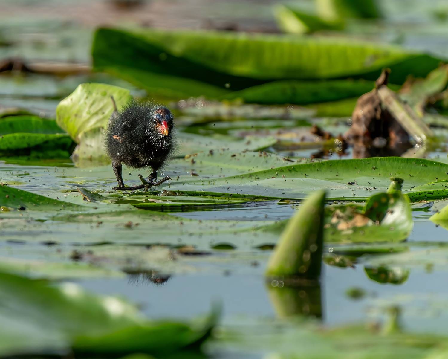 , Дэм Константин