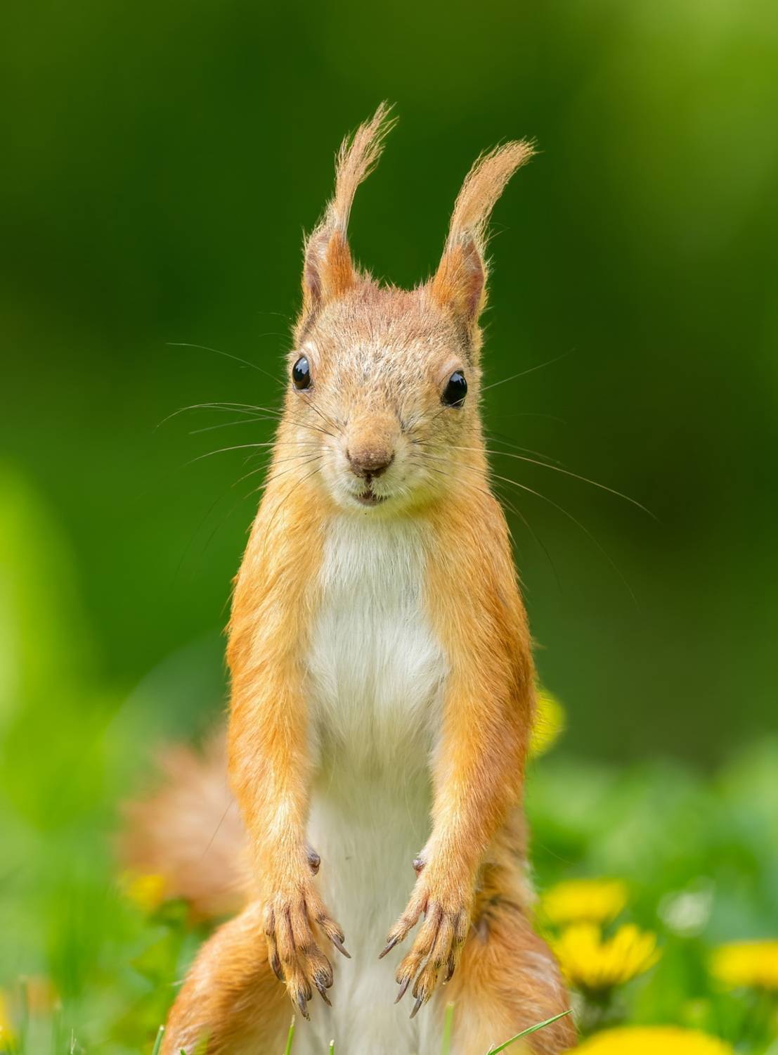 , Дэм Константин