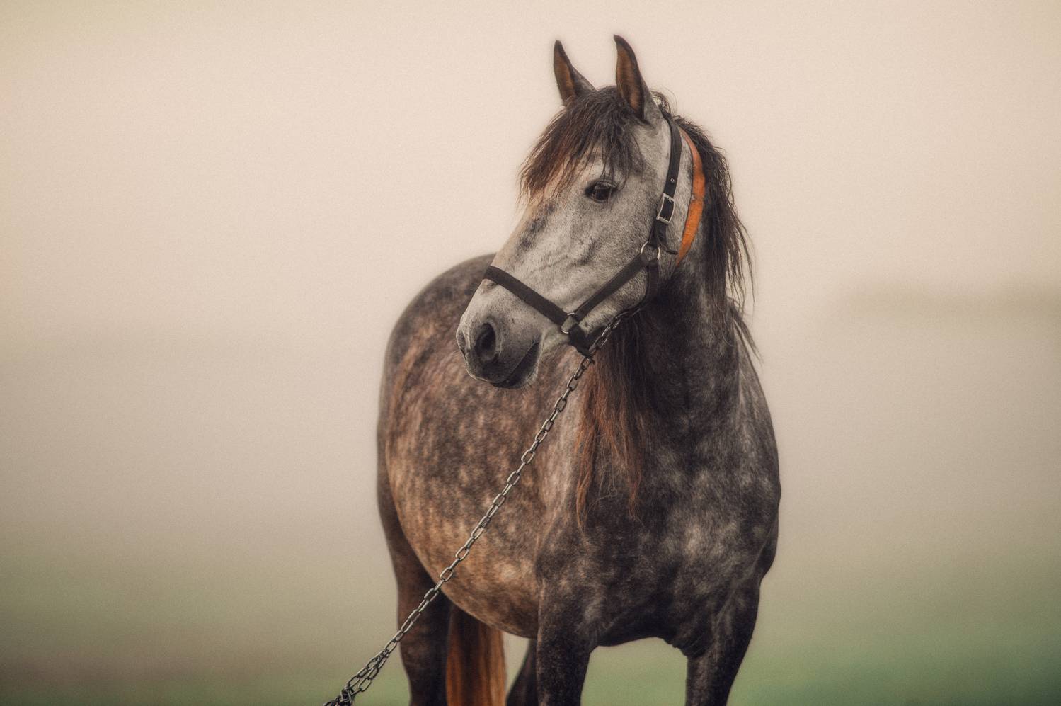 лошадь, конь, животное, природа, рассвет, утро, туман, поле, силуэт, минимализм, уединение, спокойствие, красота, пейзаж., Oleg Suhenсo
