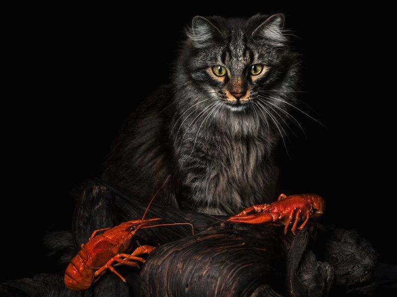 cat#portrait Кого бы сожрать...... фото превью