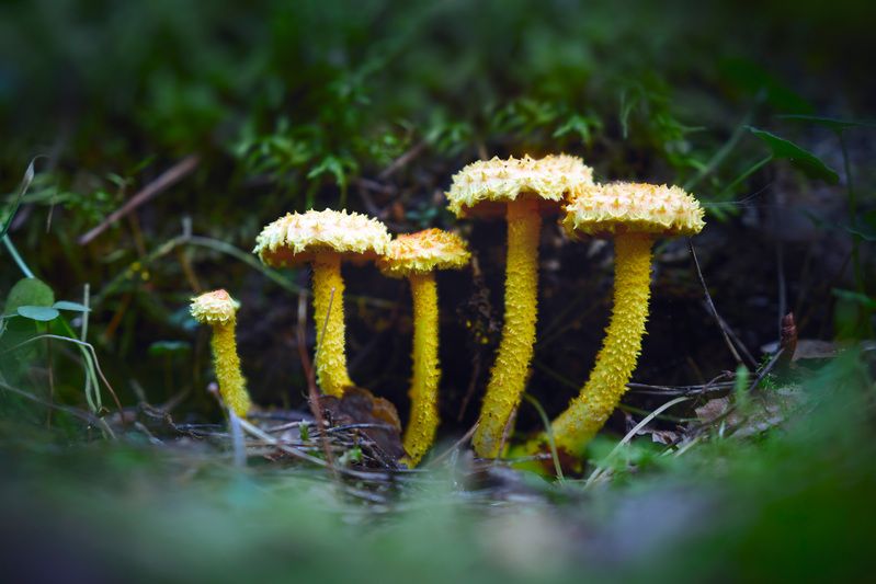 Грибочки фото превью