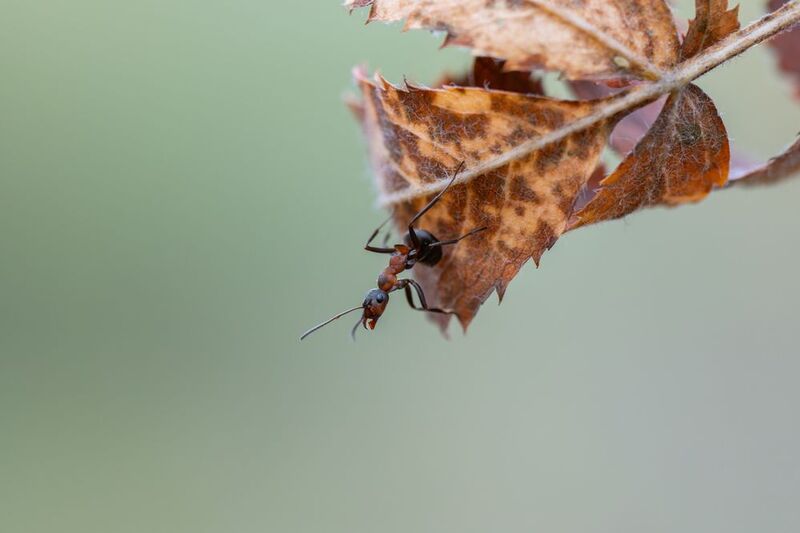 муравей фото превью