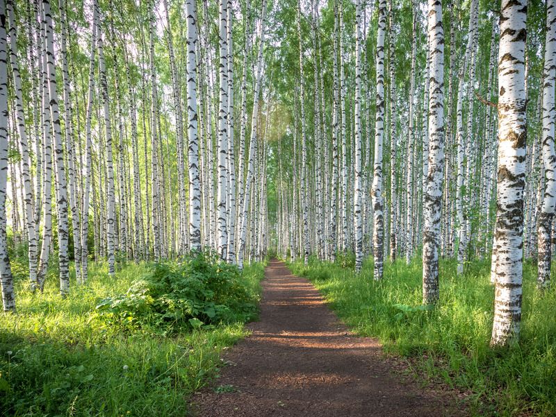 белая береза  Березовая рощя фото превью