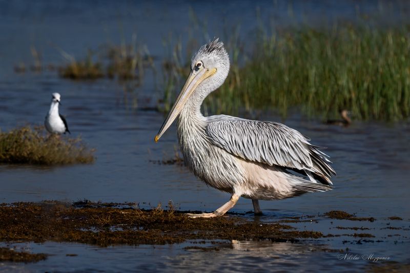 Я   П Е Л И К А Н... фото превью