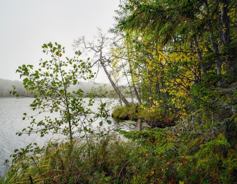 туман карелия вода озеро утро Туманное утро на берегу лесного озера фото превью