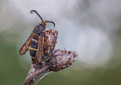 Стеклянница