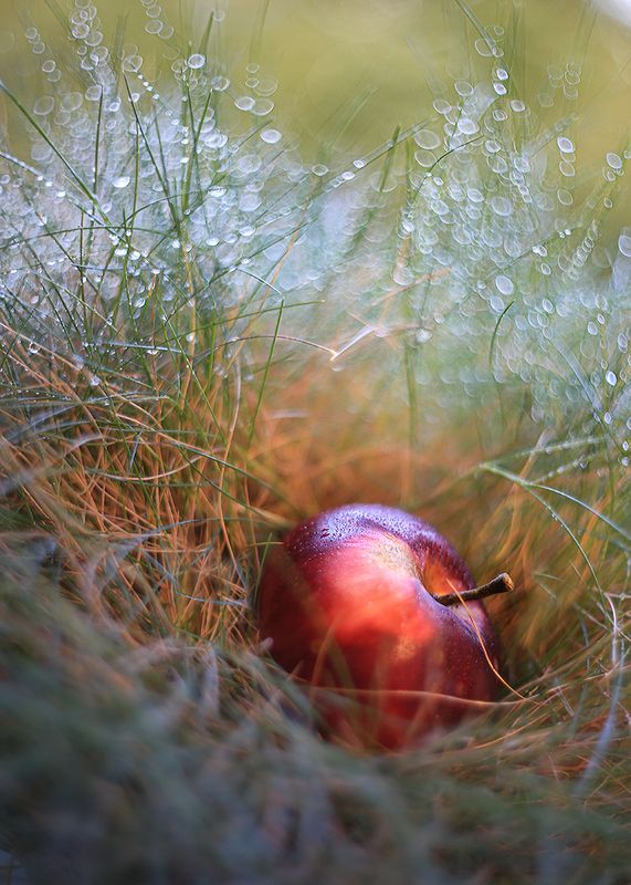 яблочко волшебное, росинки-бокешки, сказка на лужайке, мануальный объектив гелиос 77 m, ирина горюкина , беларусь Росинки-Хохотушки фото превью