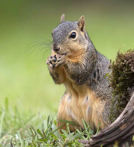 Fox Squirrel - Лисья Белка
