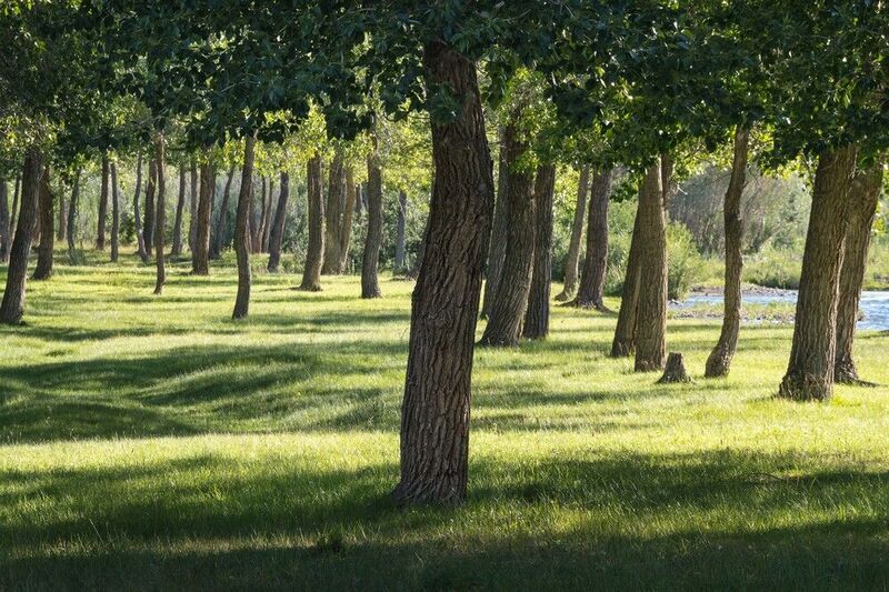 В теплых лучах июля… In the warm rays of July... фото превью