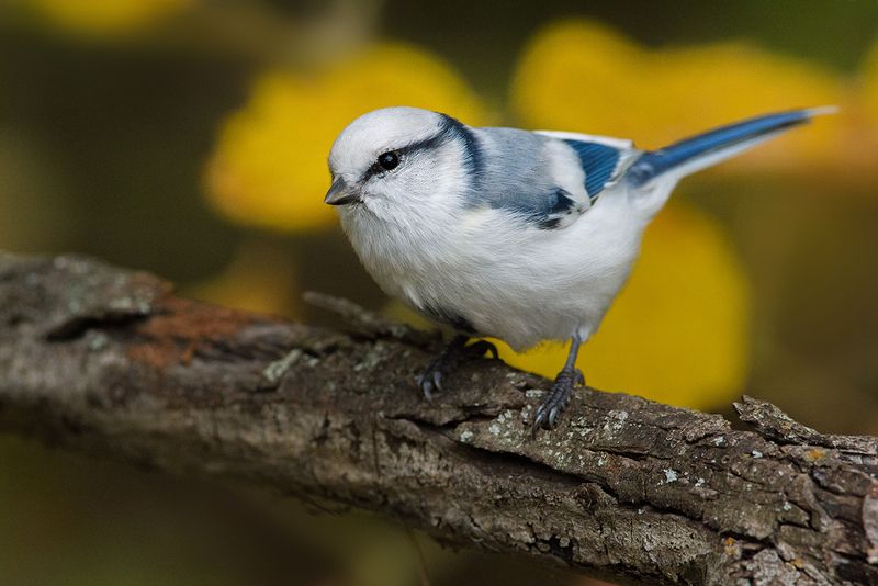 князёк,белая лазоревка,осень Князёк фото превью