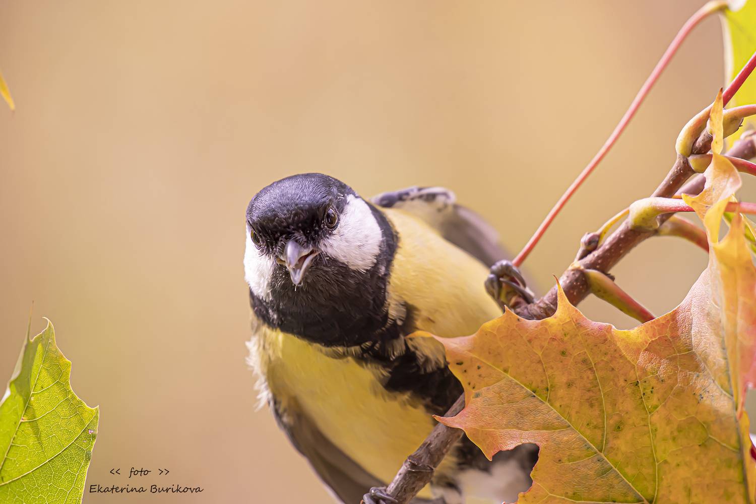 , Бурикова Екатерина