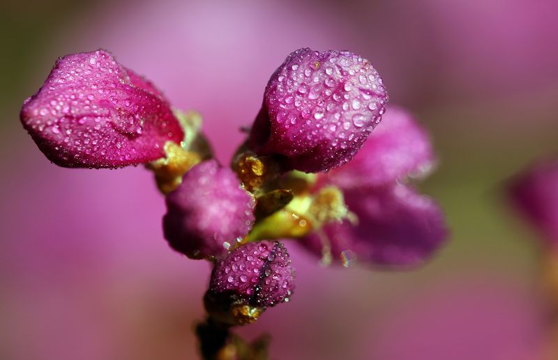 рододендрон фото превью