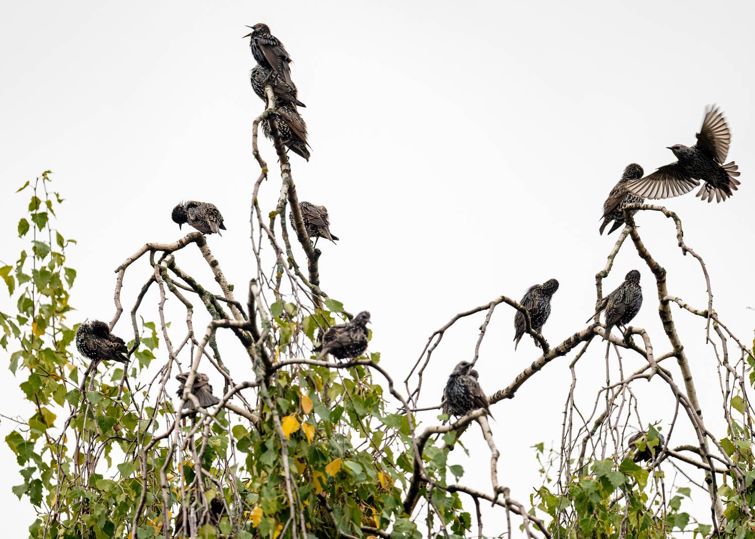, Курлянцев Алексей