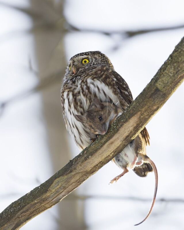 воробьиный сычик, воробьиный сыч, сова, птицы,  фото превью