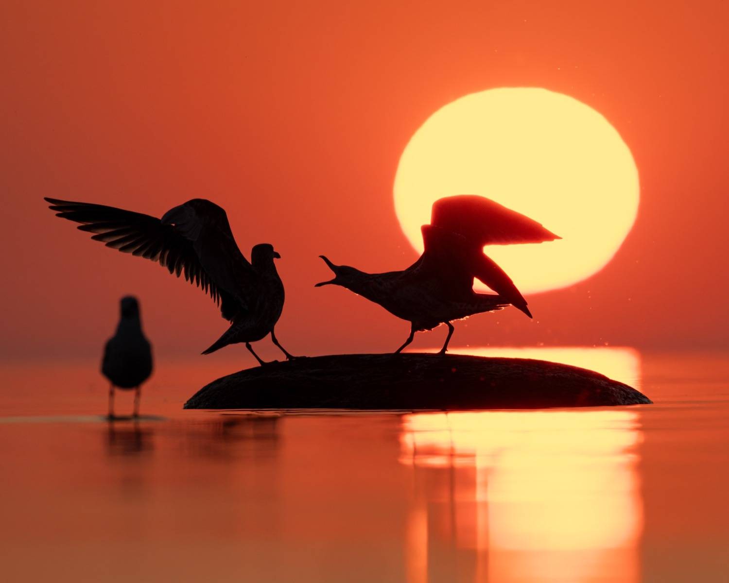 чайка, закат, финский залив, силуэт, Ruslan Pl