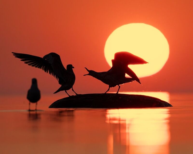 чайка, закат, финский залив, силуэт Опять без рыбы вернулся!? фото превью