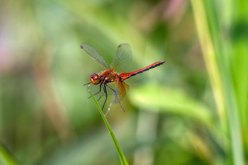 Посадка фото превью