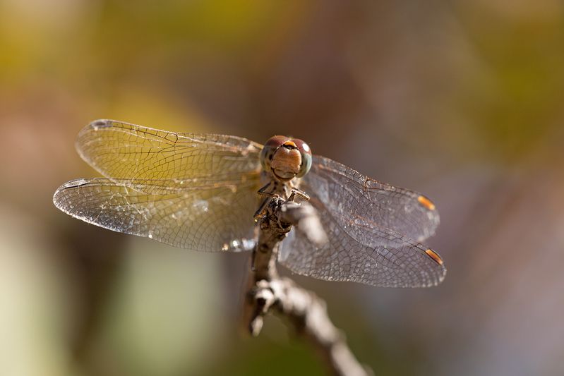 Портрет на фоне осени фото превью