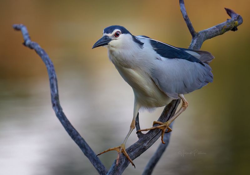 Шаги фото превью