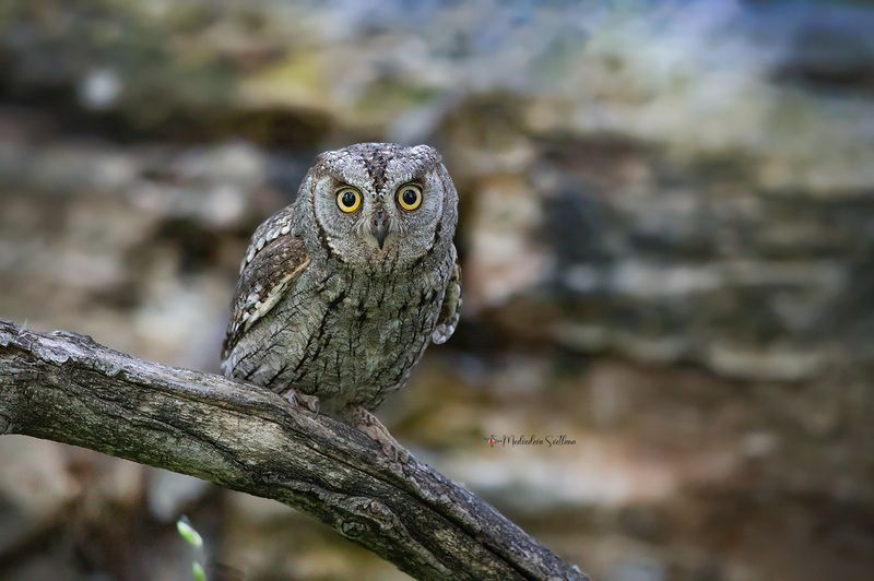 фотоохота, птица, совка, сплюшка Эти глаза напртив. фото превью