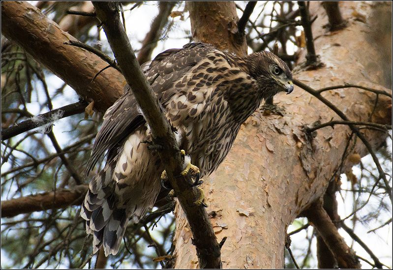 москва, парк, тетеревятник *  *  * фото превью