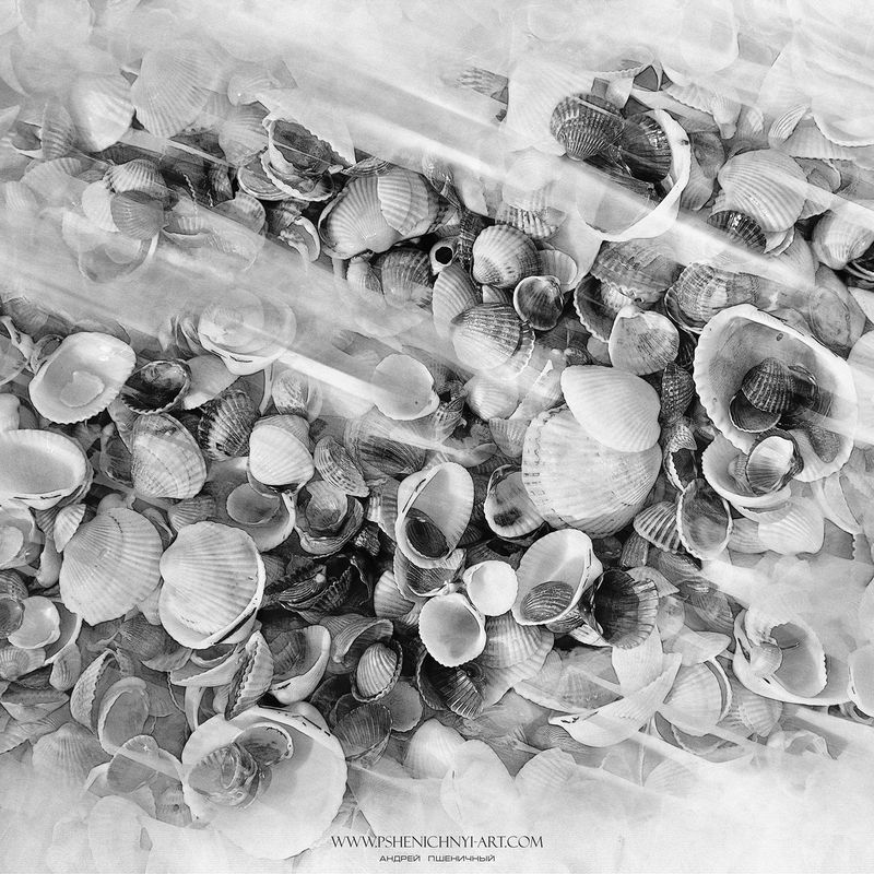 ракушки, море, акварель, абстракция, бриз, минимализм, монохром Морские зарисовки фото превью
