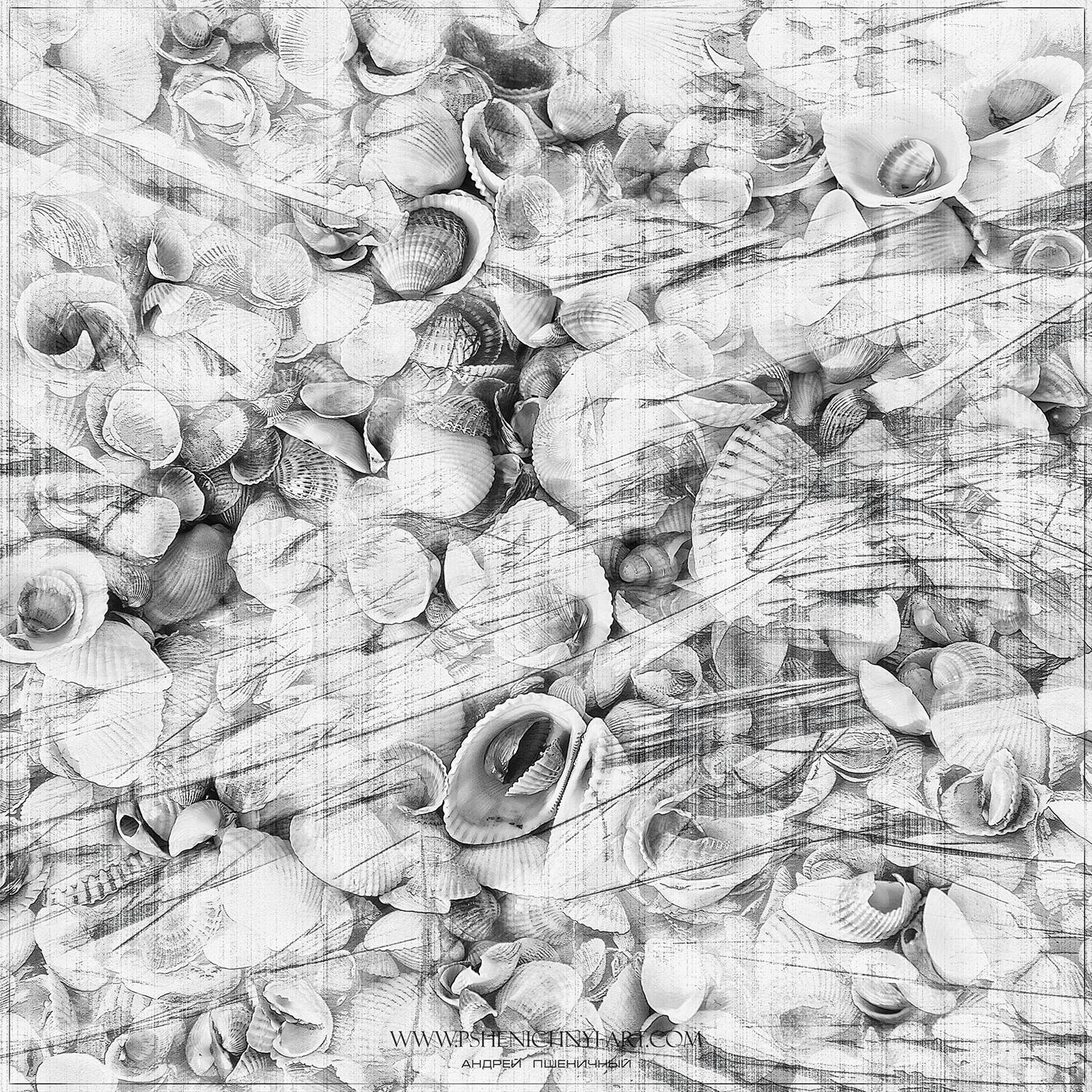 ракушки, волна, лето, море, абстракция, минимализм, Пшеничный Андрей