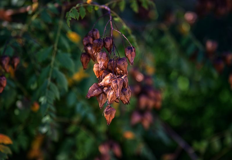 Вот и осень пришла фото превью