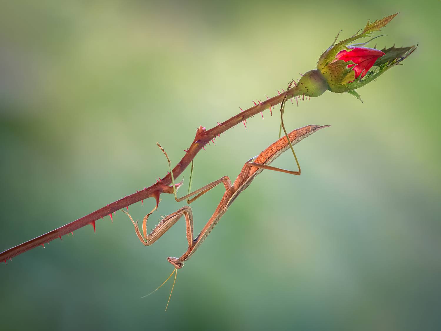 mantis, praying mantis, insect, bug, macro, branch, sunset, nature, wild, moody, dusk,, Atul Saluja