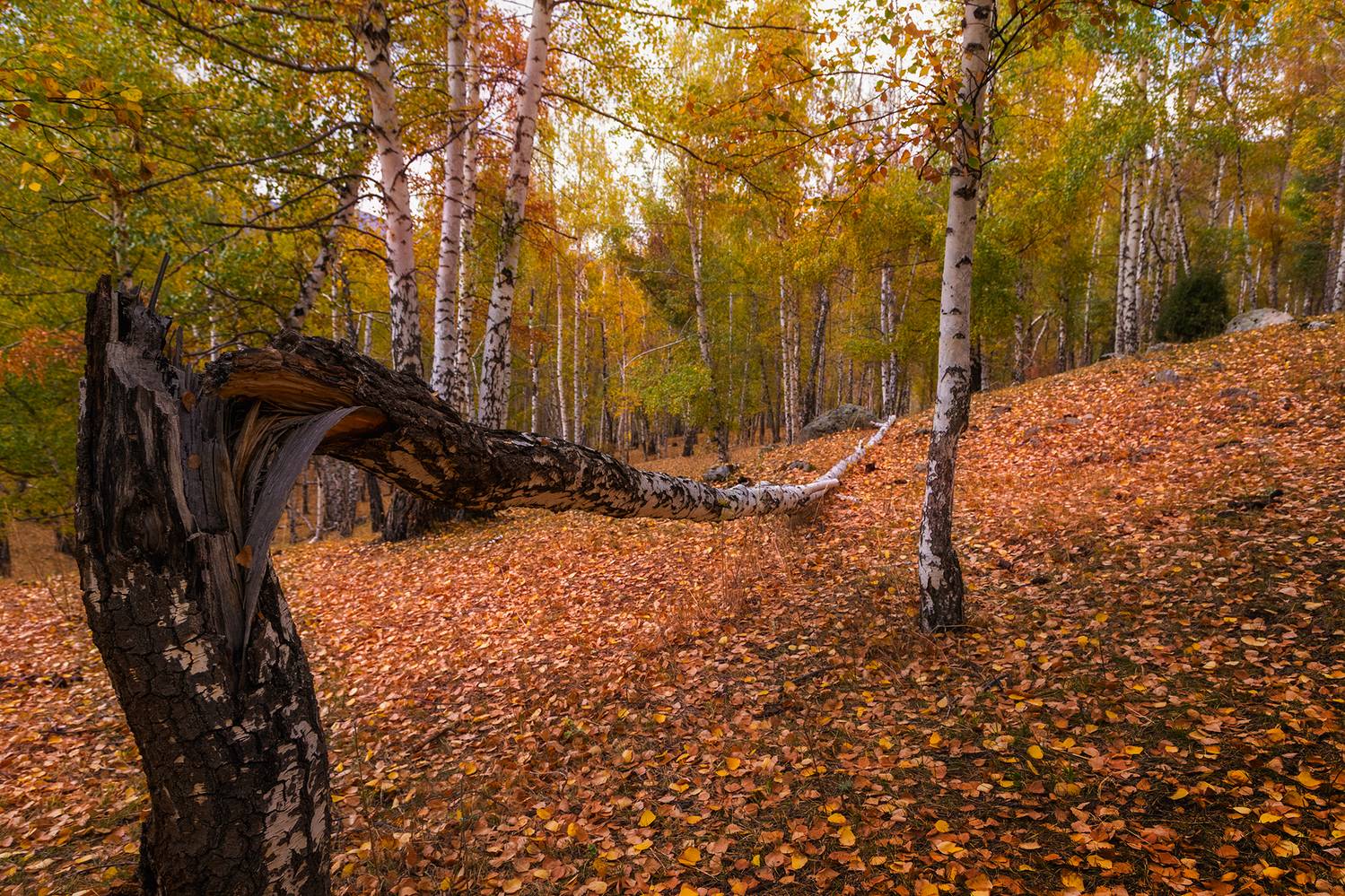 кыргызстан, ала-арча, Элина Магалимова