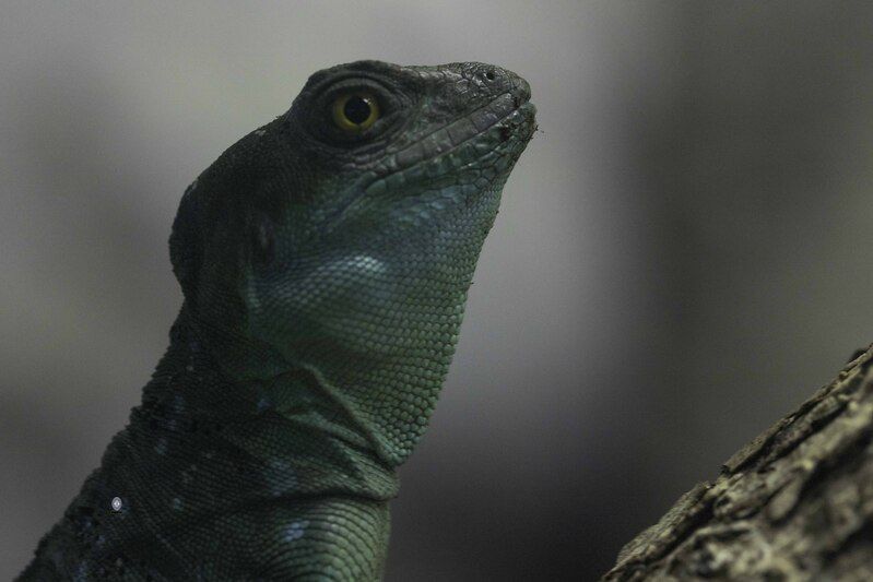 Green crested basilisk фото превью
