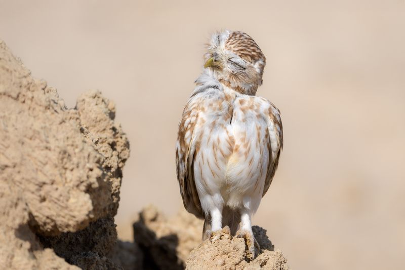 Чистим перышки фото превью