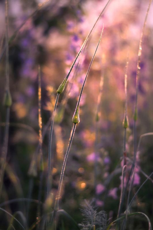 природа, травы, лето, рассвет, утро Летний рассвет  фото превью