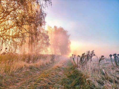 Первые заморозки. Пойма Свислочи