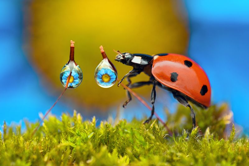 ceclii, macro  фото превью
