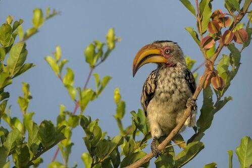 Символ Африки