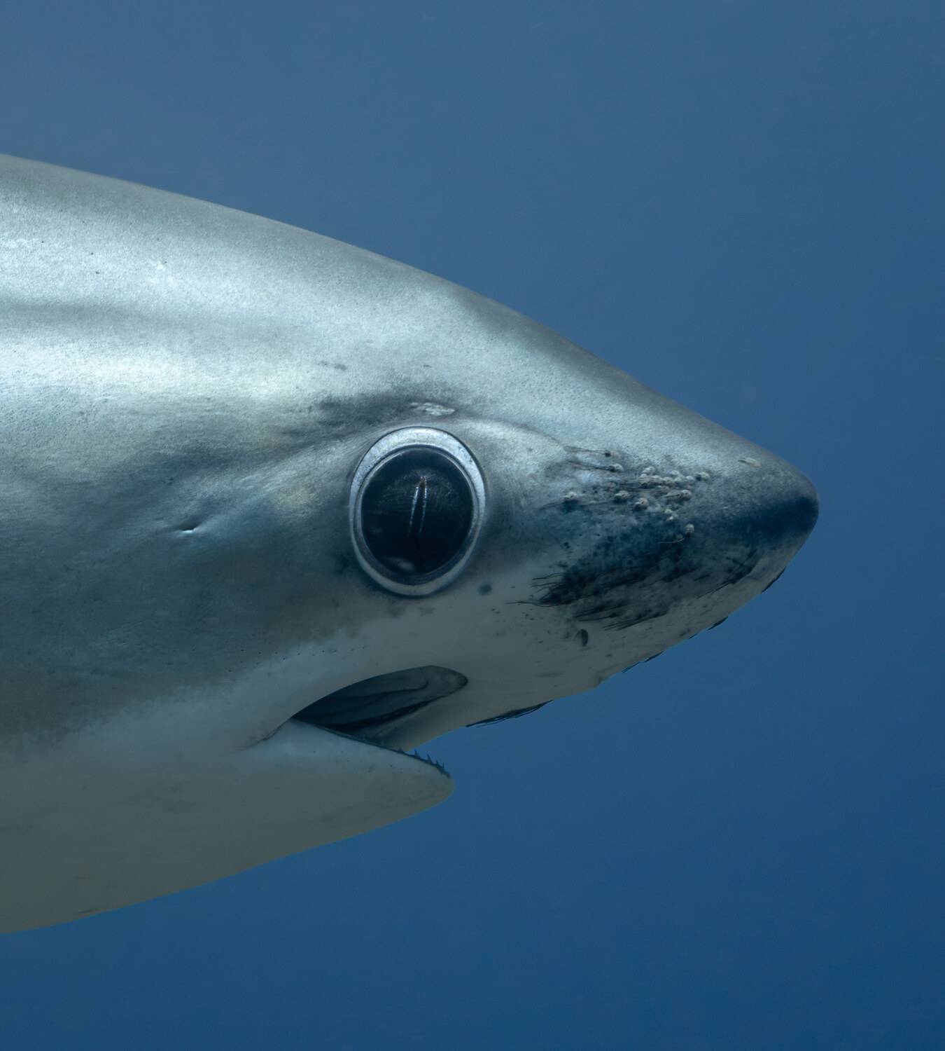 , Савин Андрей