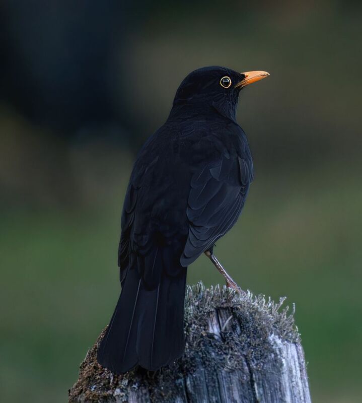 Бархатный красавчик! фото превью