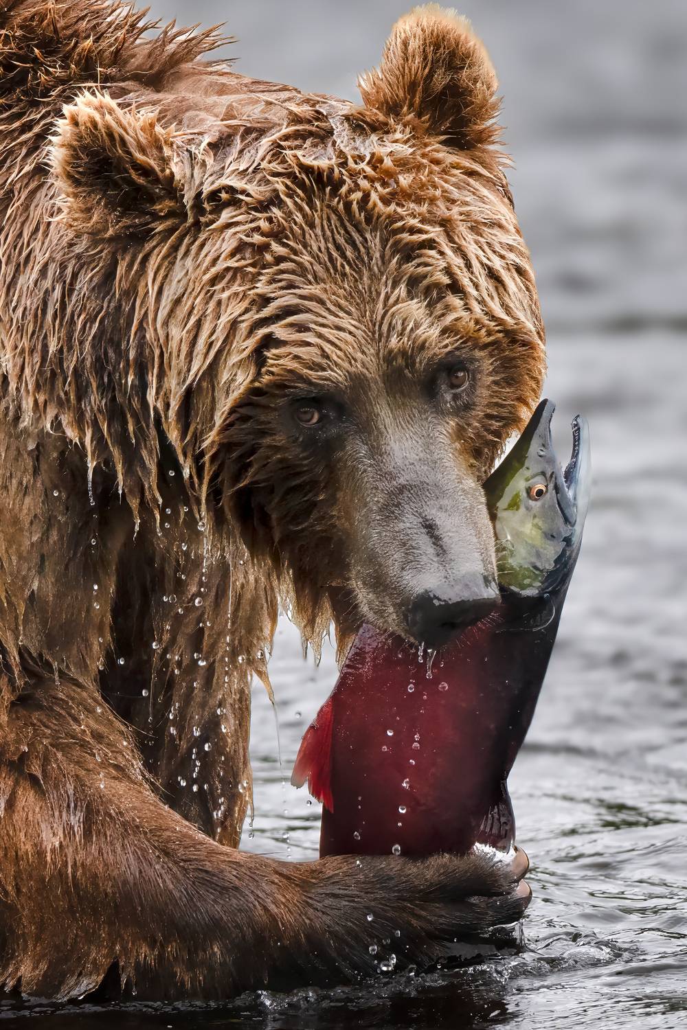 , Проценко Татьяна