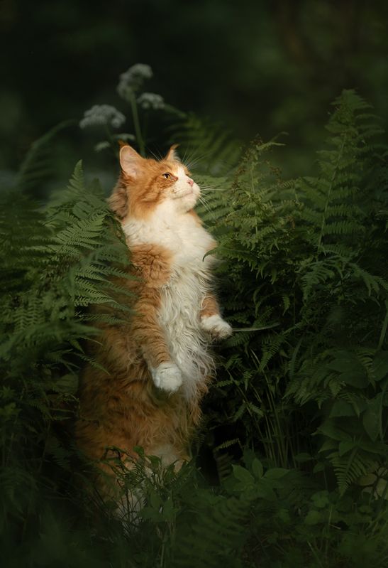 кошка, рыжая кошка Кошка Ксюша фото превью