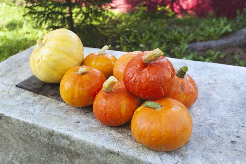 Урожай фото превью