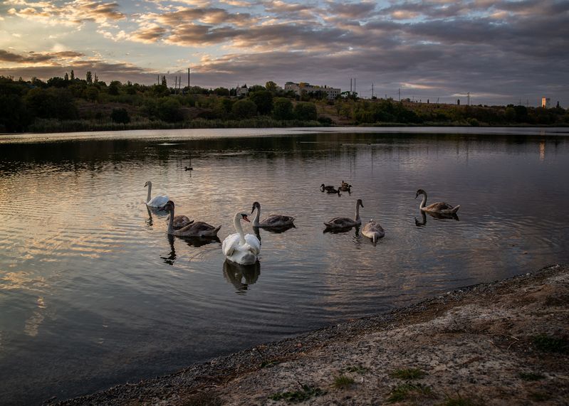 лебеди, природа, птицы Вечерний променад лебединого семейства фото превью