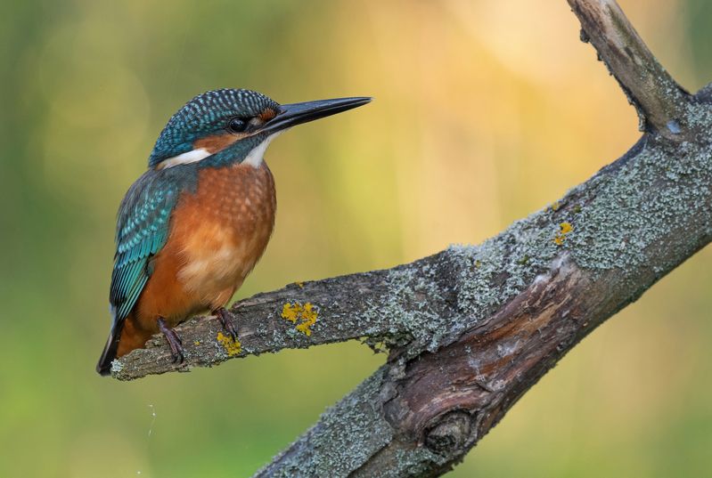 зимородок, птицы, весна, лето, фотоохота На рассвете фото превью