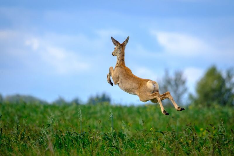 i believe i can fly фото превью