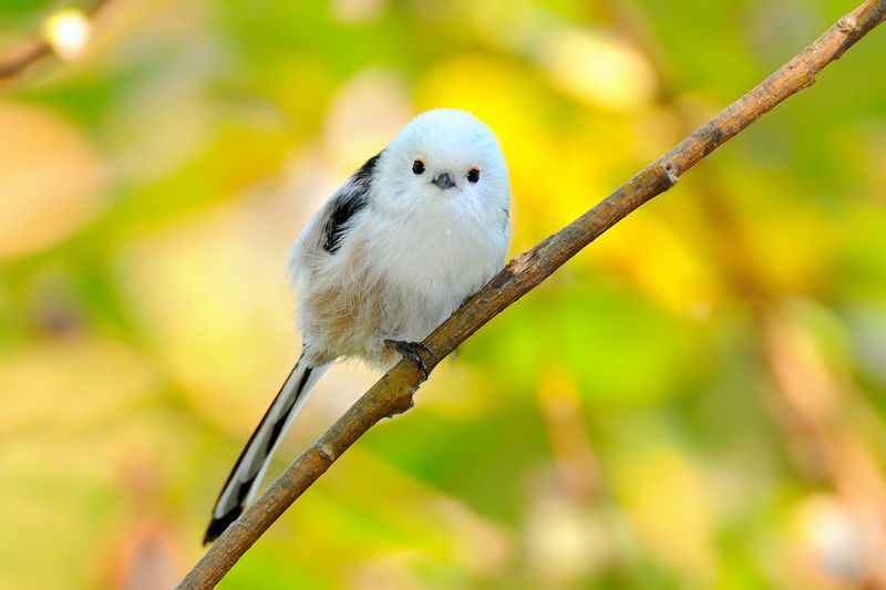 Осенний длиннохвостик фото превью