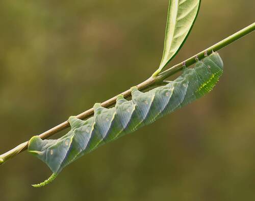 Tobacco hornworm - Бражник табачный