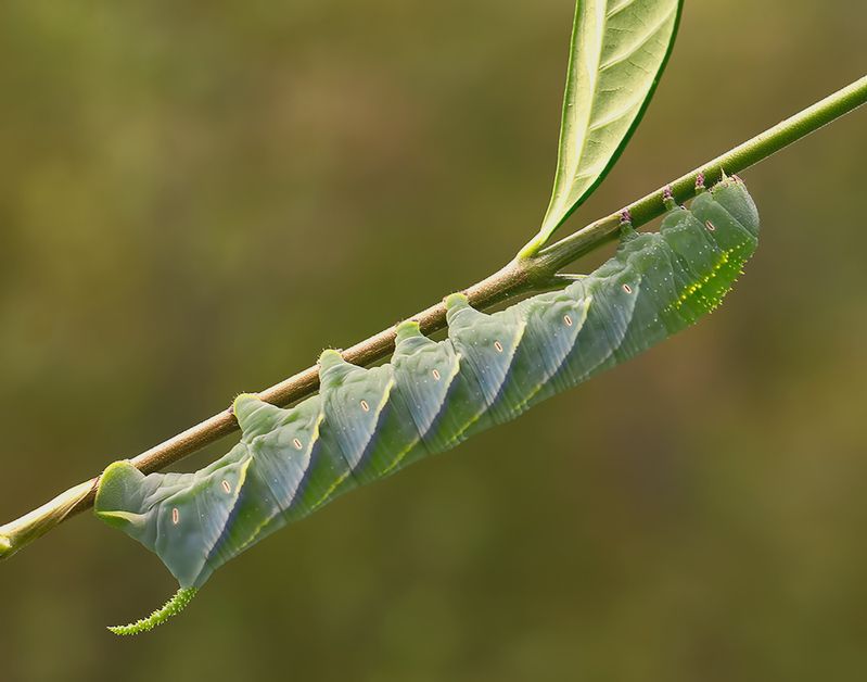 бражник, макро, macro Tobacco hornworm - Бражник табачный фото превью